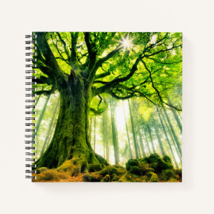 Ponthus' Beech Notebook
