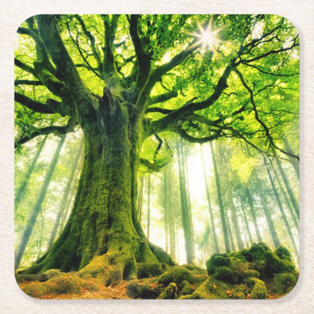 Ponthus' Beech Square Paper Coaster (Front)