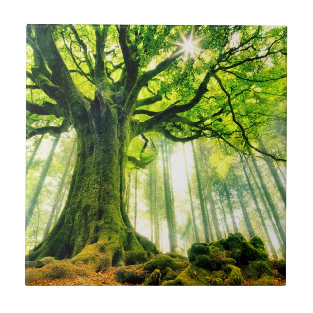 Ponthus' Beech Tile (Front)