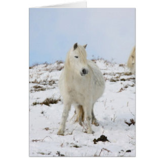 Pony