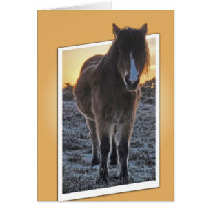 Pony cut-out card