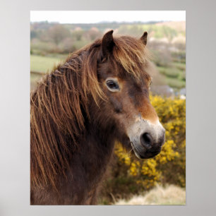 Pony Exmoor Poster