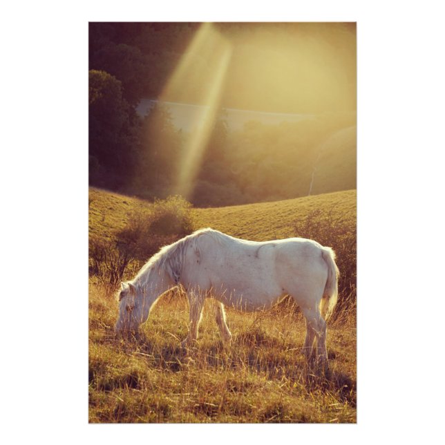 Pony Grazing Photo Print (Front)