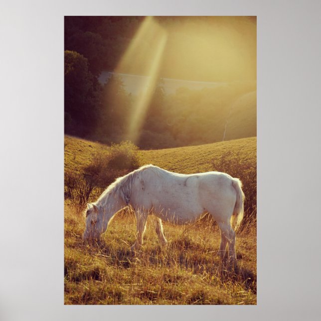 Pony Grazing Poster (Front)