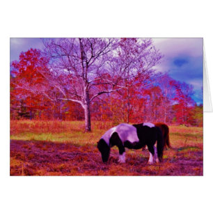 PONY IN A RAINBOW coloured field