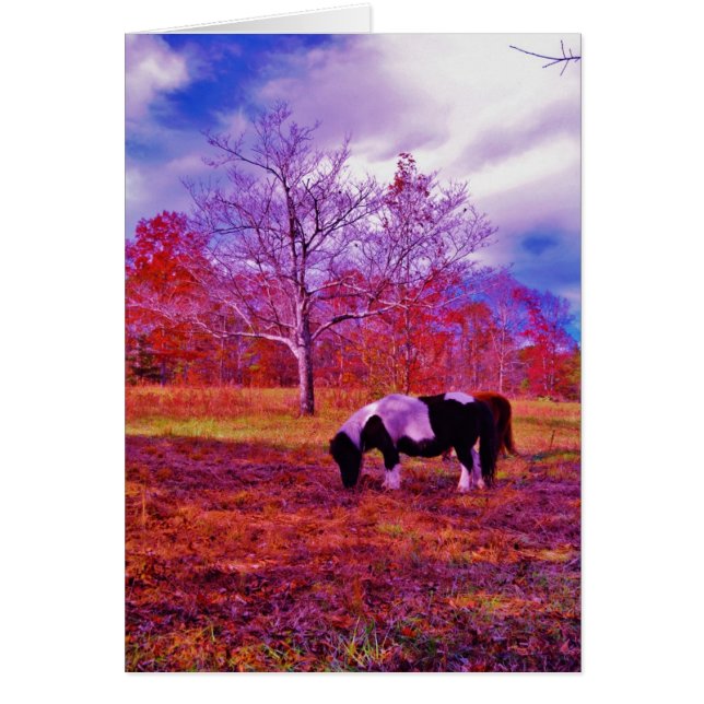 PONY IN A RAINBOW  coloured field (Front)