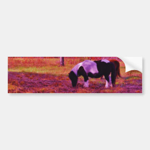 PONY IN A RAINBOW  coloured field Bumper Sticker