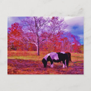 PONY IN A RAINBOW coloured field Postcard