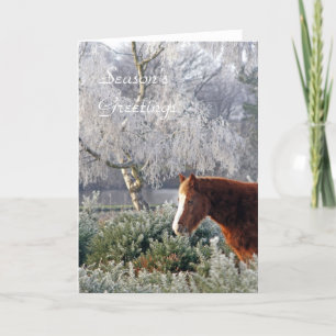 Pony in frost Christmas card