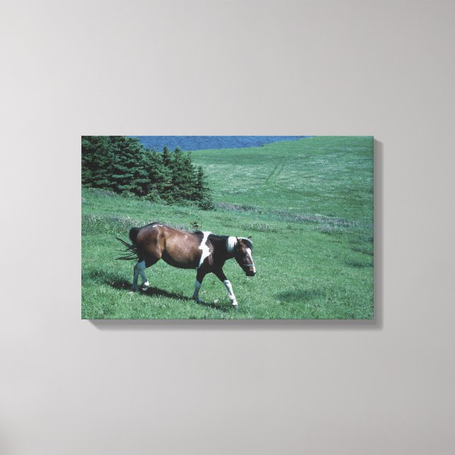 Pony in pasture canvas print (Front)