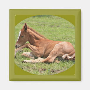 Pony Magnet