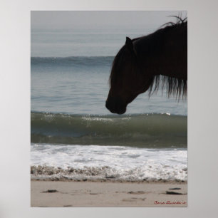 Pony On The Beach Poster
