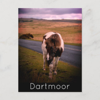 Pony on the Road in Dartmoor National Park Holiday Postcard