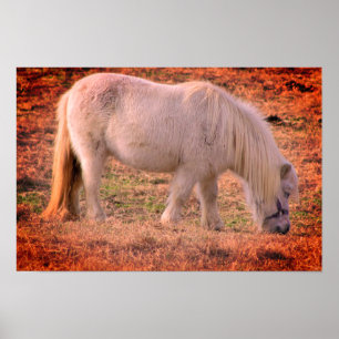 Pony Photo Poster