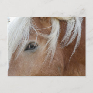 Pony postcard