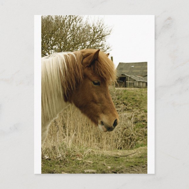 pony postcard (Front)