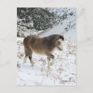 Pony Postcard