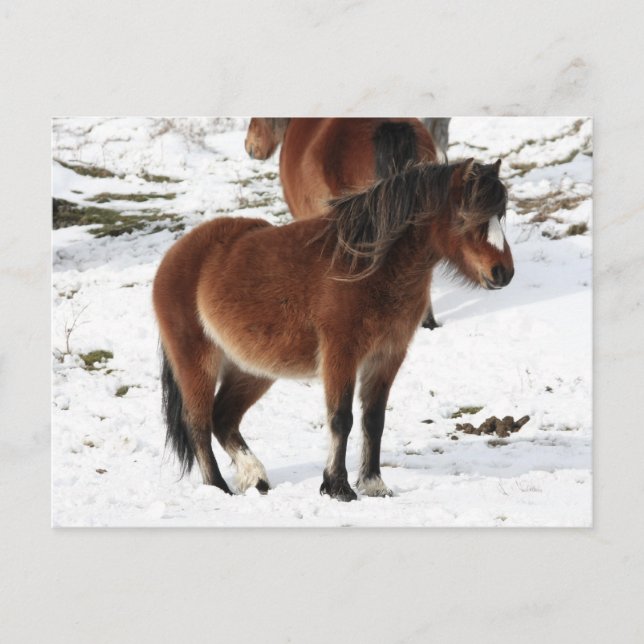 Pony Postcard (Front)