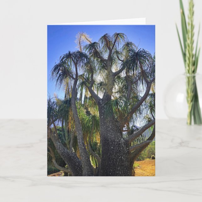 Ponytail Palm Thank You Card (Front)