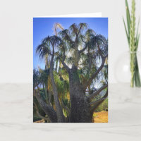 Ponytail Palm