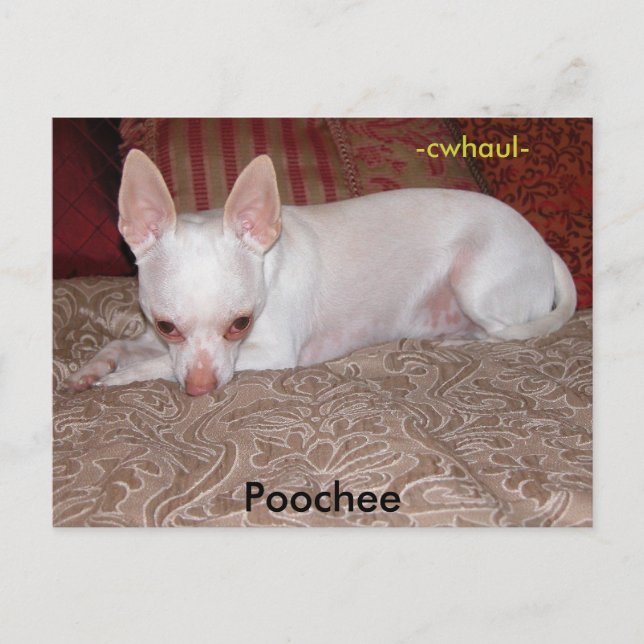 Poochee , -cwhaul- postcard (Front)