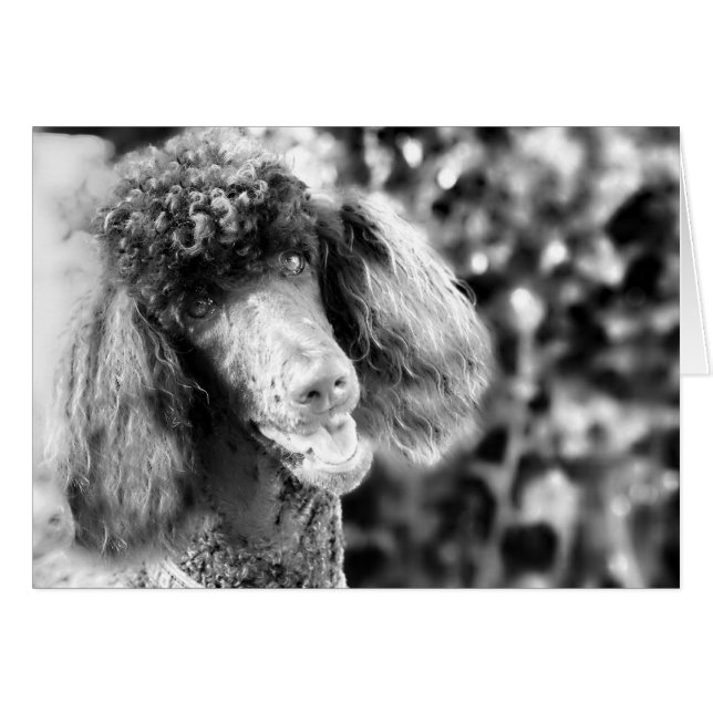 Poodle (Front Horizontal)