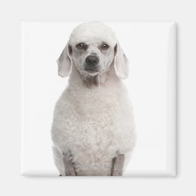 Poodle (1 year old) magnet (Front)