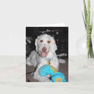 Poodle Announcement