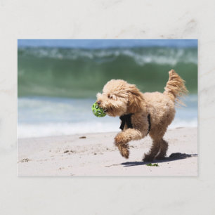 Poodle - Apricot - Poodle Play Postcard