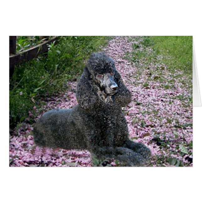 Poodle Black Card Flowers (Front Horizontal)