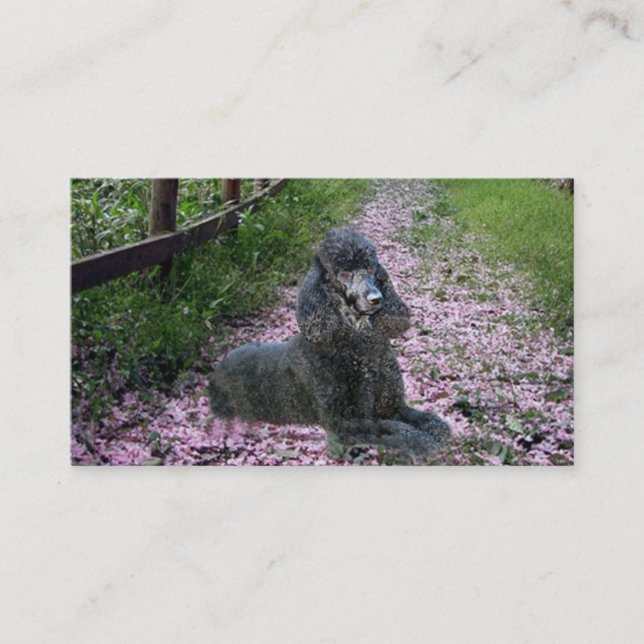Poodle Breeder Business Card (Front)