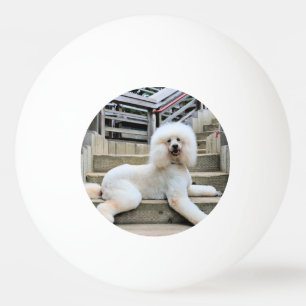 Poodle - Brulee - Trainer Ping Pong Ball