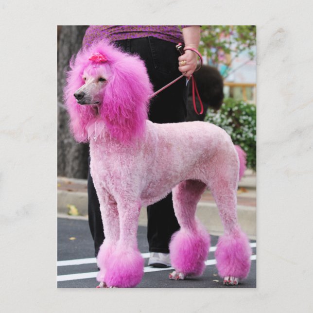 Poodle Day 2010 #11 Postcard (Front)