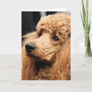 Poodle Day 2010 #19 Card