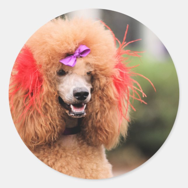 Poodle Day 2010 #1 Classic Round Sticker (Front)