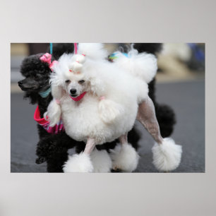 Poodle Day 2010 #6 Poster