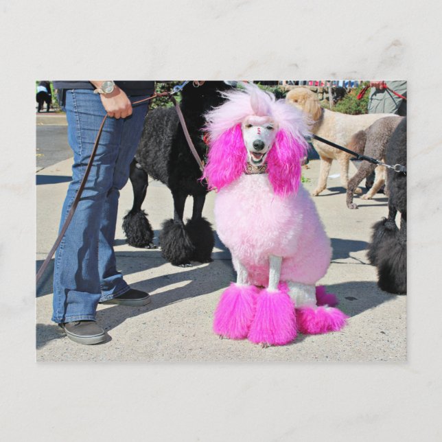 Poodle Day 2016 - Barnes - Pink Standard Poodle Postcard (Front)