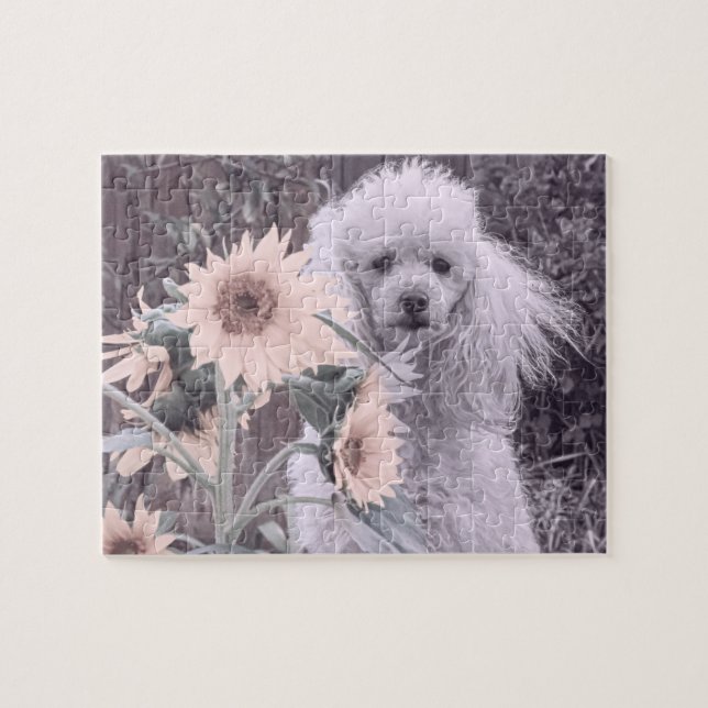 Poodle dog jigsaw puzzle (Horizontal)