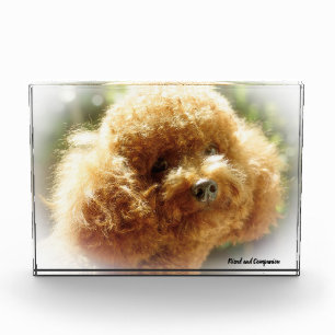 Poodle Dog. Photo Block