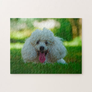 Poodle Dogs. Jigsaw Puzzle