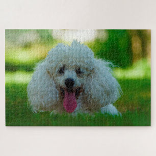 Poodle Dogs. Jigsaw Puzzle