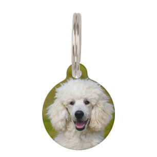 Poodle Dogs. Pet Tag