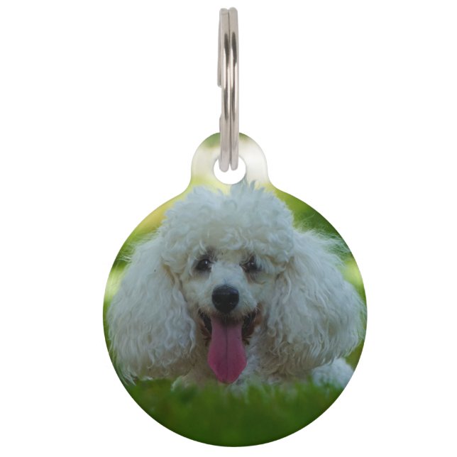 Poodle Dogs. Pet Tag (Front)