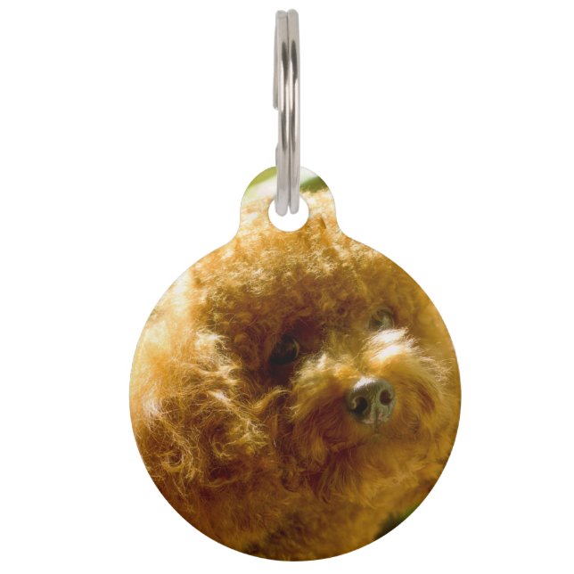 Poodle Dogs. Pet Tag (Front)