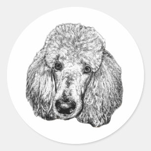 Poodle Face Sticker – Realistic Black & White Art