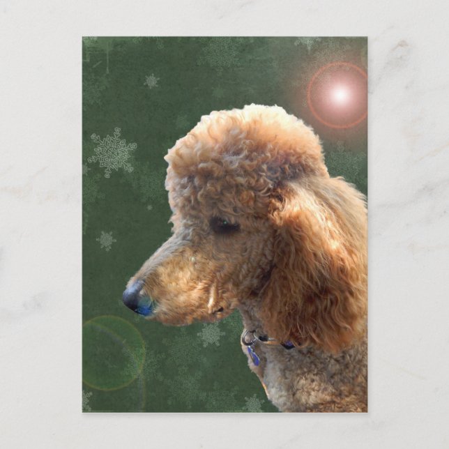 POODLE FOR THE HOLIDAYS HOLIDAY POSTCARD (Front)