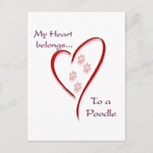 Poodle Heart Belongs Postcard