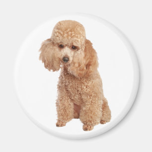 Poodle Magnet