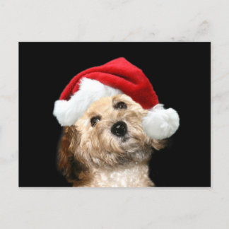 Poodle mix Christmas Holiday Postcard