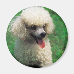 Poodle On Grass Magnet